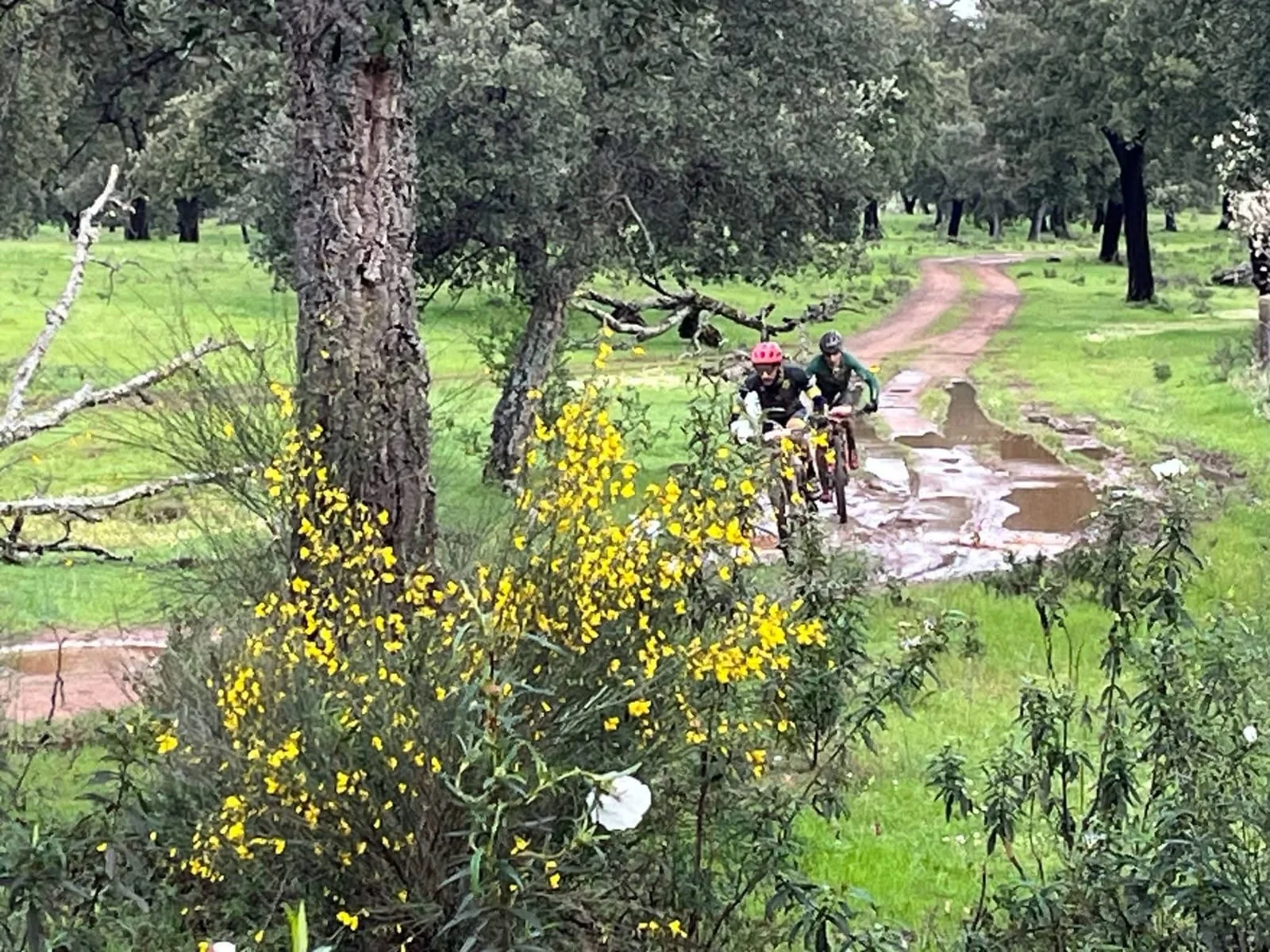 Foto 3 de RUTA BTT MADROÑUS